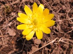 思い出の福寿草