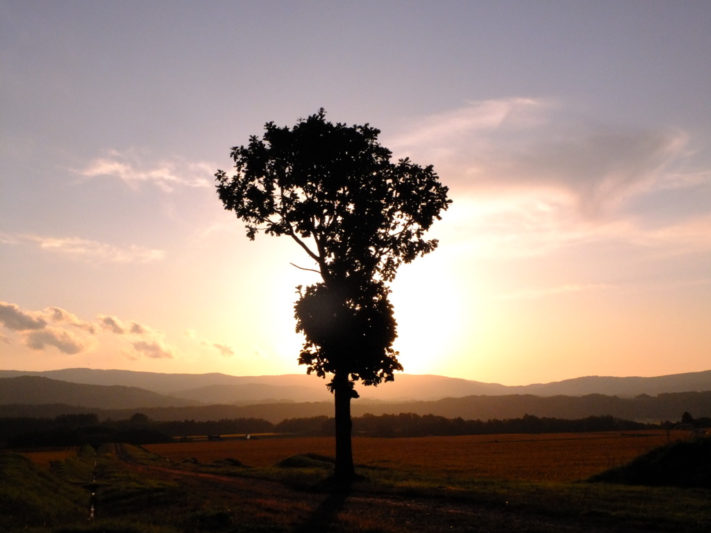 この樹何の樹１