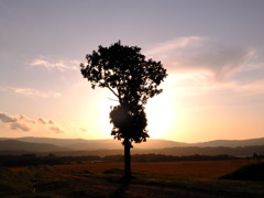 この樹何の樹１