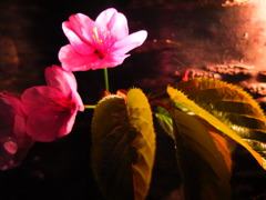 夜に浮かぶ君のすがた 夜に浮かぶ君のすがた