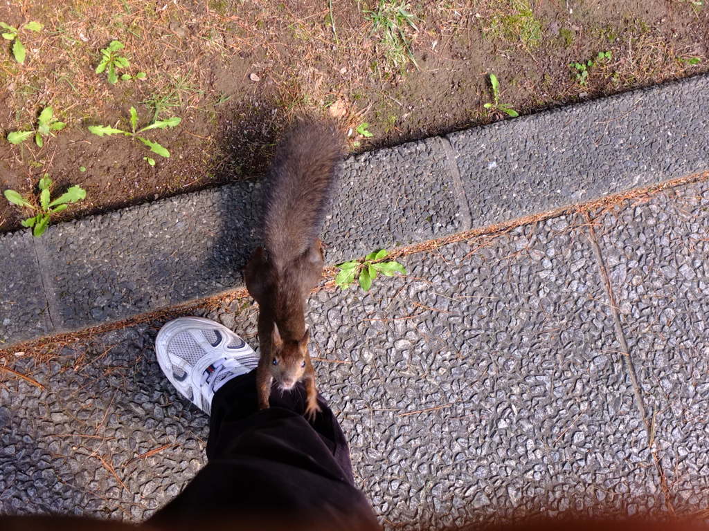 キター足元だー