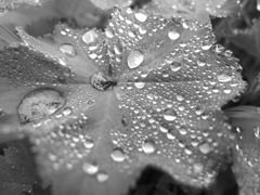 しずくの旅立ち１