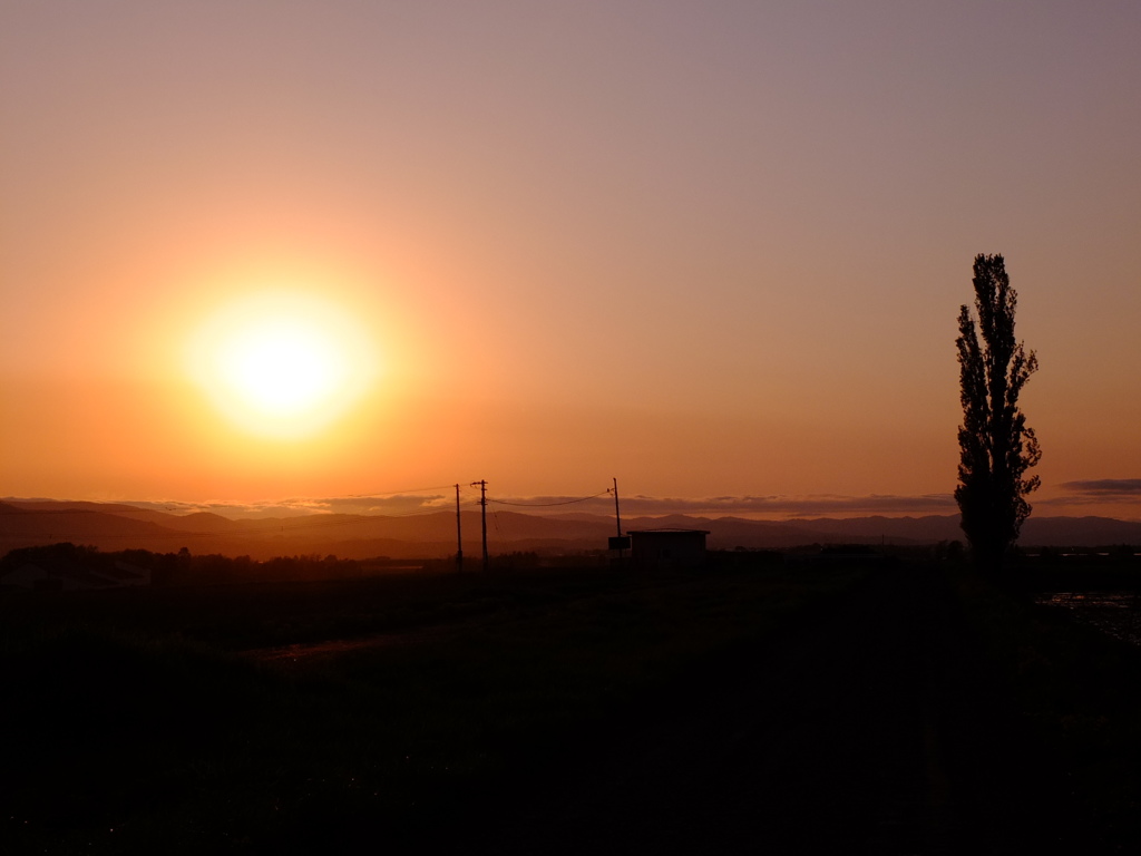 夕暮れのポプラ