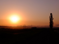 夕暮れのポプラ