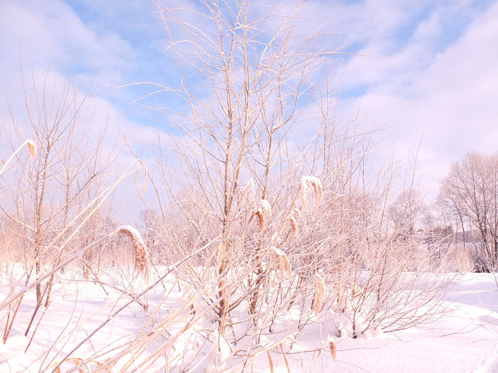 朝日に照らされて