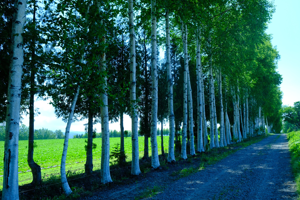 たどり着いた白樺並木