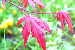 雨か涙か 雨か涙か