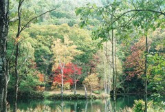 紅葉の池