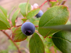 ブルーベリー