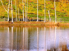 白樺とぶどう畑 白樺とぶどう畑