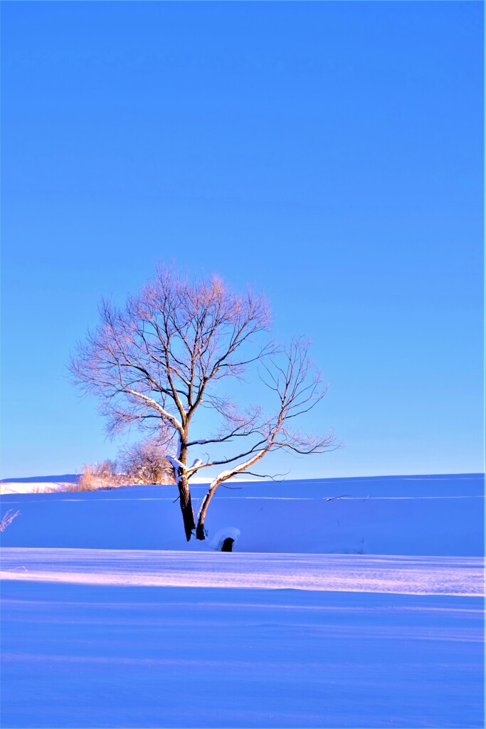 雪桜