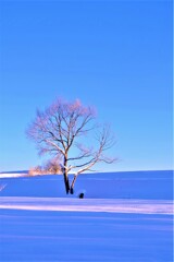 雪桜