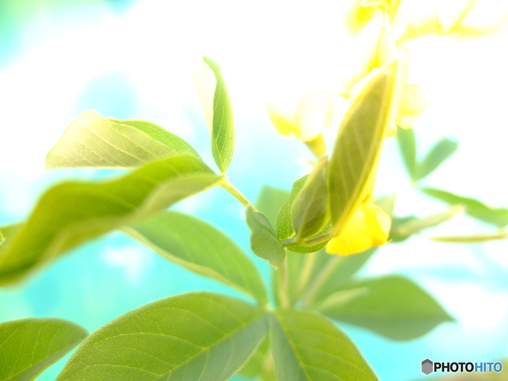 庭の菜の花