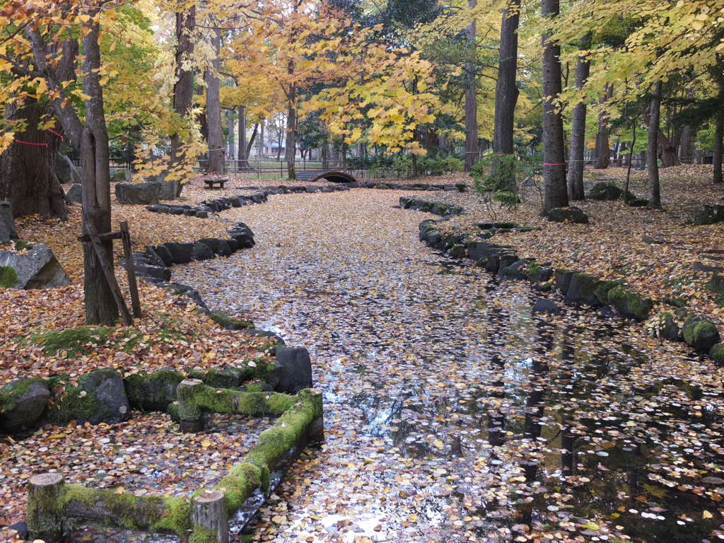 落ち葉の流れ２