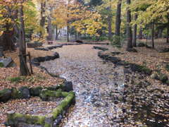 落ち葉の流れ２