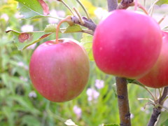 ほっぺにチュウ