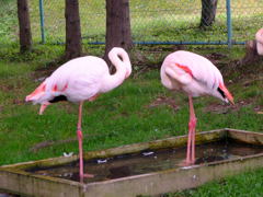 足細、フラミンゴ綺麗