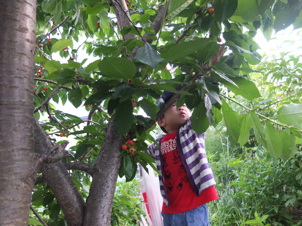 さくらんぼ刈り３