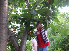 さくらんぼ刈り３