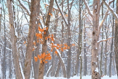 静かな森 静かな森