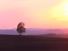 優しい夕焼け