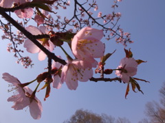 サクラ咲く１