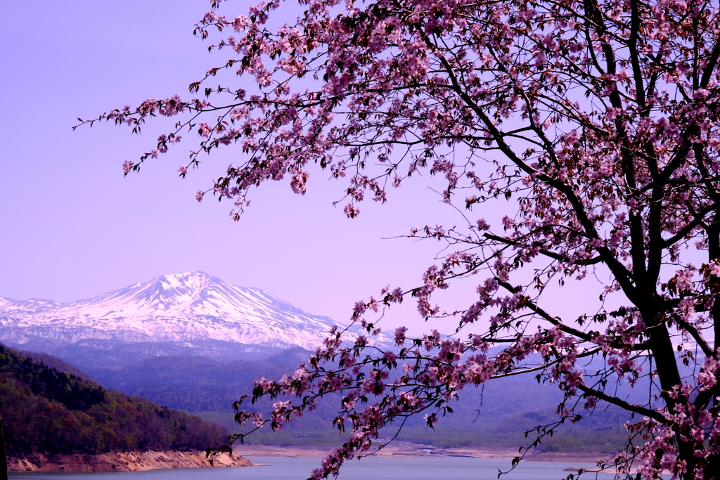 大雪連邦とサクラと