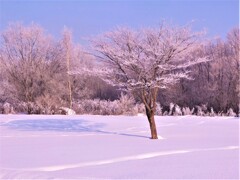 雪の華