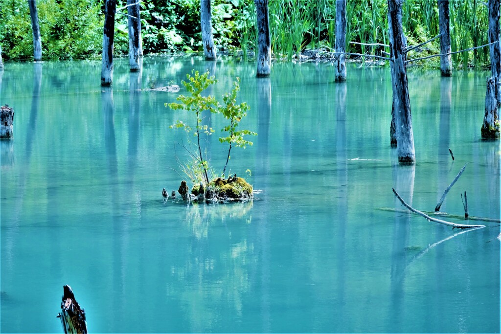 青い池