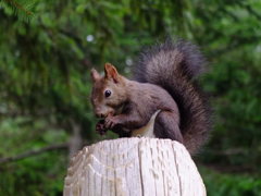今日のポーズは１