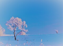 雪桜