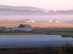 朝霧の田園