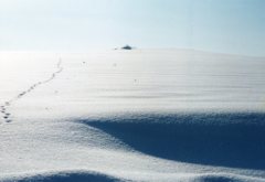 未来へ向かう獣道