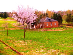 サクラ咲いてます