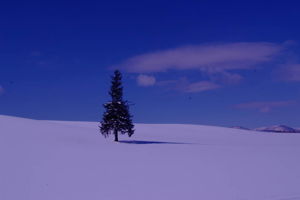 君に会いに、クリスマスツリーの木