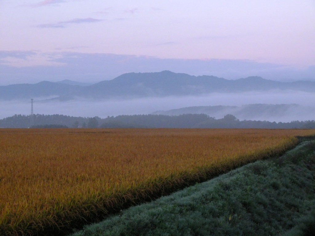 早朝の田園