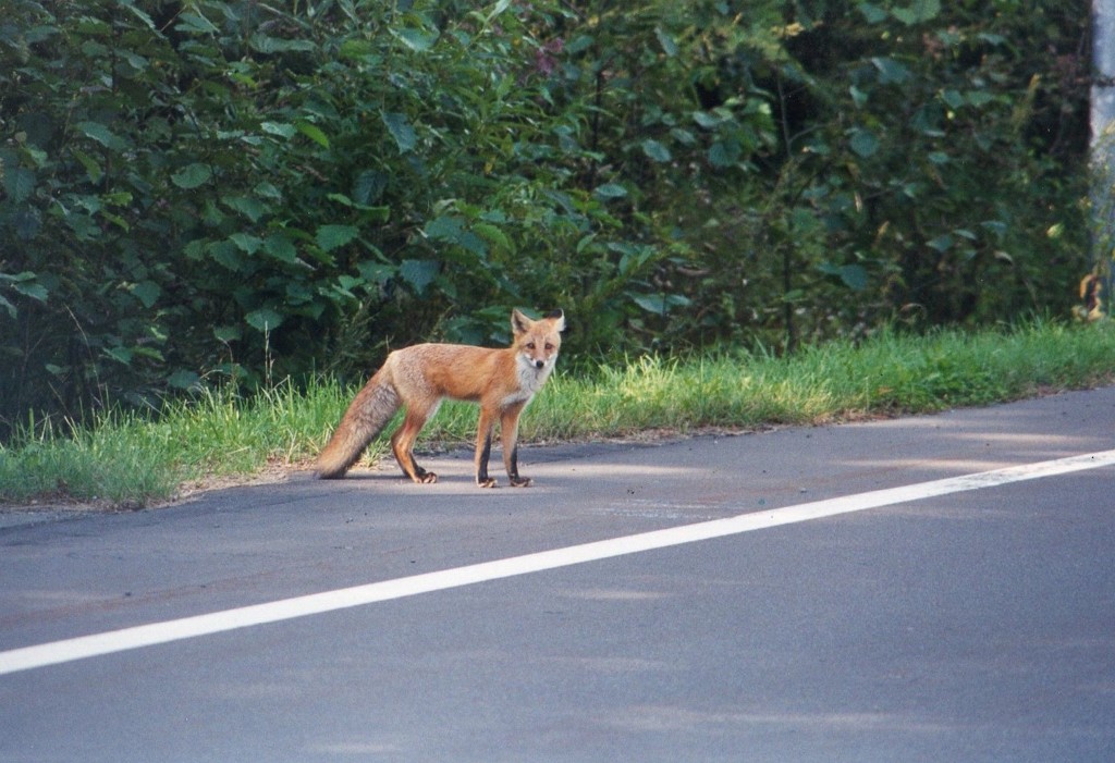 こんにちわ、気おつけて