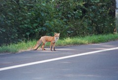 こんにちわ、気おつけて