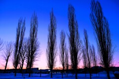 スリムになったポプラたち