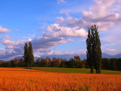 赤羽のポプラ 赤羽のポプラ