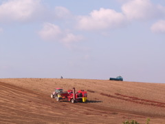 あ、芋ほりかな、豊作かな