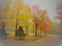 霧の公園で