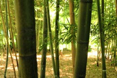 竹林に見る