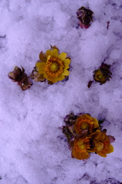 春のかおり 春のかおり