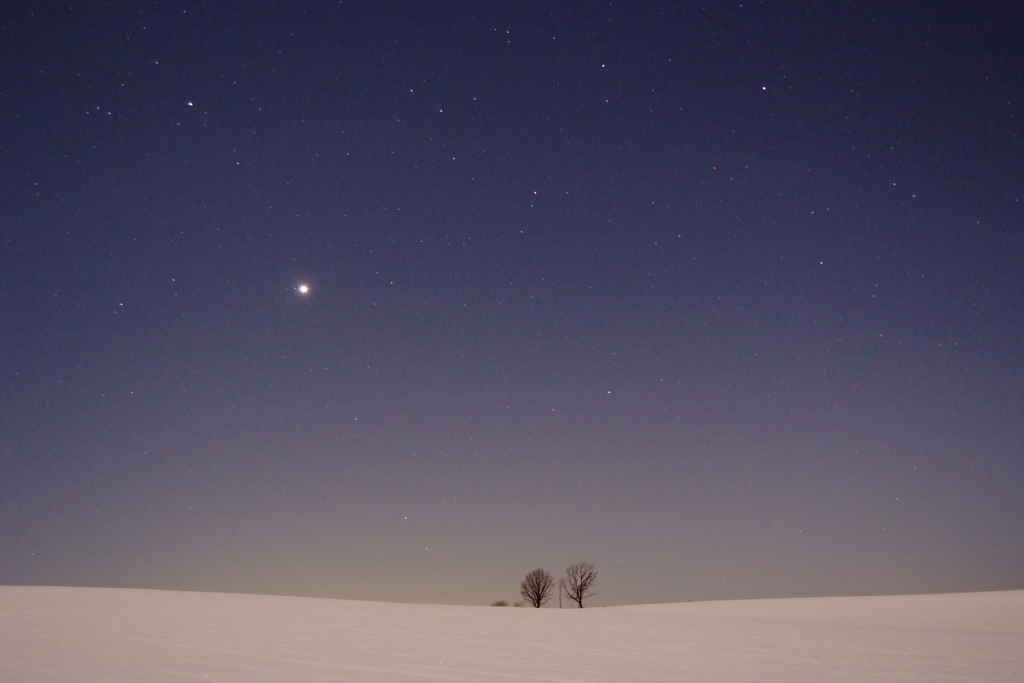 夜空と親子の木