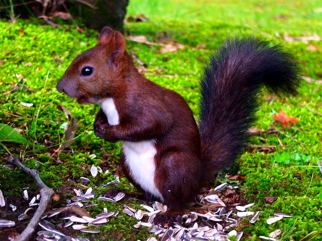 リスさんとあそぼー