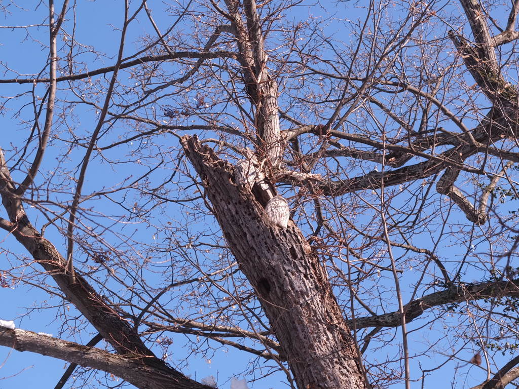 ふくろうさん前向いて
