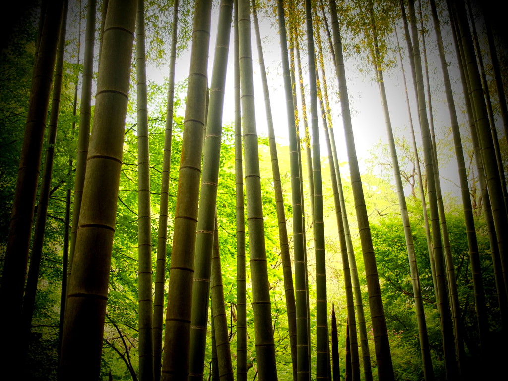 竹林にて
