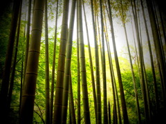 竹林にて 竹林にて