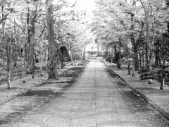 新緑の道 新緑の道